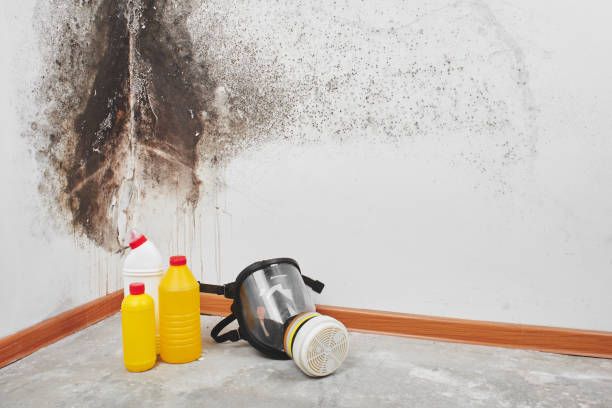 Best Residential Mold Remediation in Fergus Falls, MN