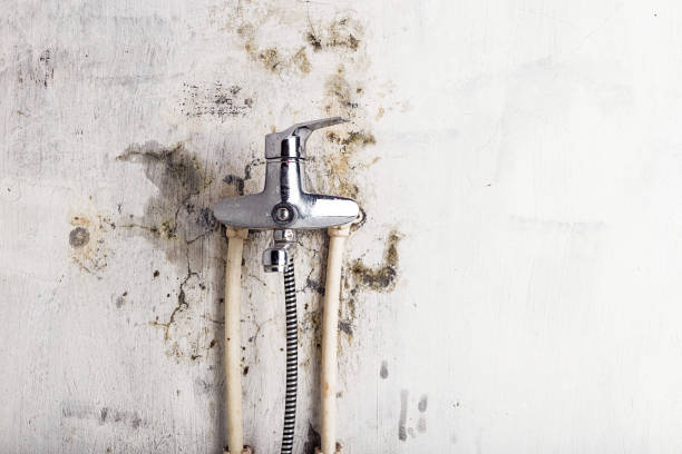 Best Black Mold Remediation in Fergus Falls, MN