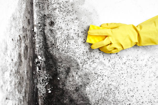 Best Post-Flood Mold Remediation in Fergus Falls, MN