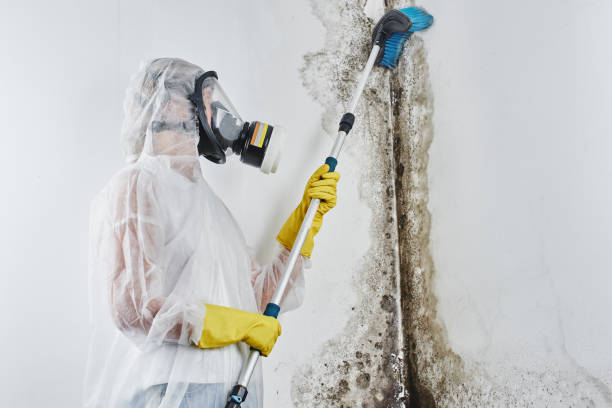 Best Mold Remediation for Specific Building Types in Fergus Falls, MN