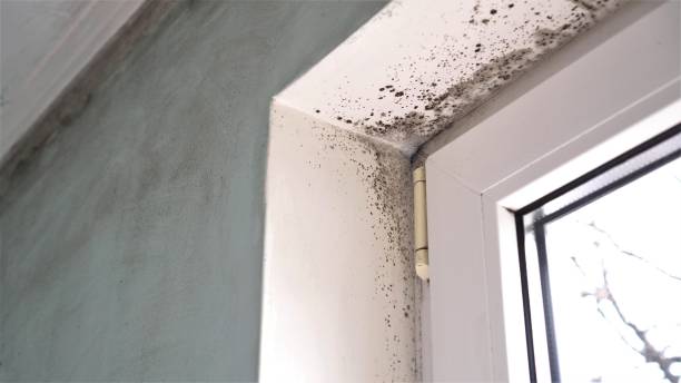 Best Basement Mold Remediation in Fergus Falls, MN