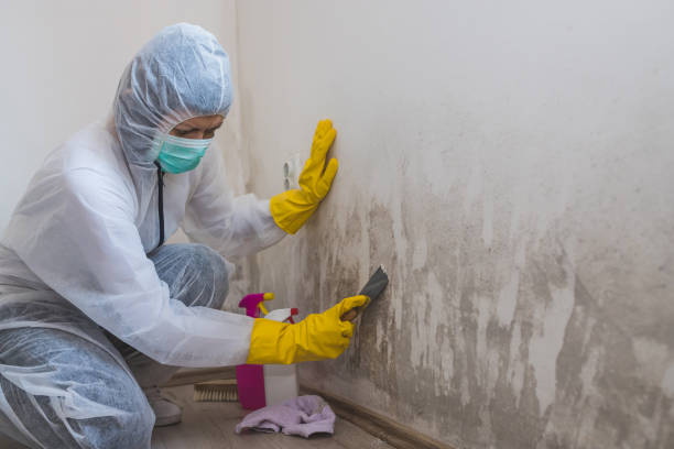 Best Residential Mold Remediation in Fergus Falls, MN