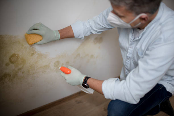 Best Insurance-Related Mold Remediation in Fergus Falls, MN
