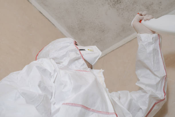 Best Residential Mold Remediation in Fergus Falls, MN