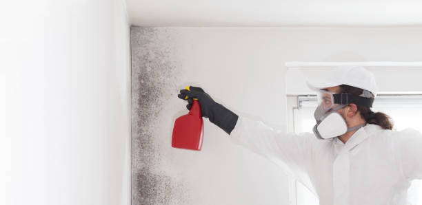 Best Industrial Mold Remediation in Fergus Falls, MN
