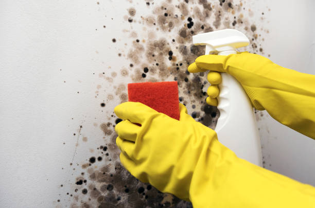 Best Health and Safety Mold Remediation in Fergus Falls, MN